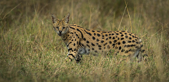_D9R5407 ..Serval..."Leptailurus serval".. Masai Mara Kenya.