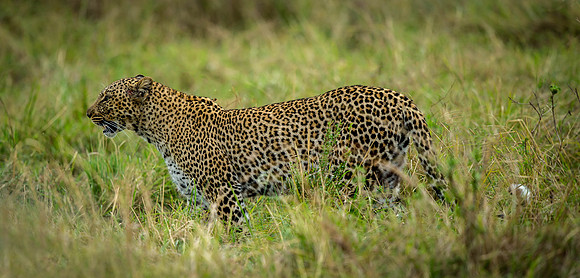 _D9R4086 ... Leopard....."Panthera pardus" Masai Mara Kenya.