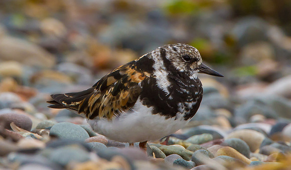 Turnstone  ......" Arenaria interpres" on shore line
