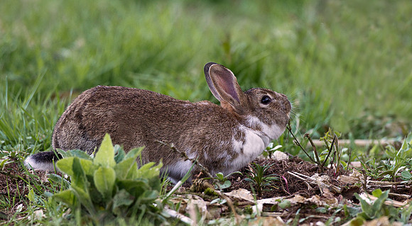Wild Rabbit scratching on a twig..... "Oryctolagus cuniculus"