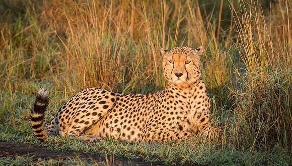 _J0A3445... Cheetah ..." "Acinonyx jubatus".. Male .. Masai Mara Kenya