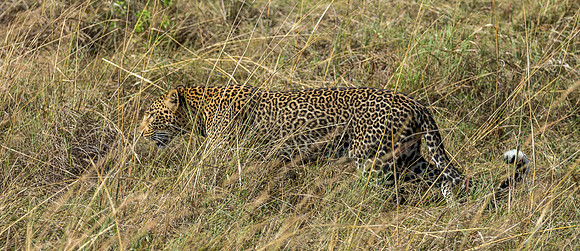 _J0A3090 ... Leopard.. "Panthera pardus" Masai Mara Kenya.