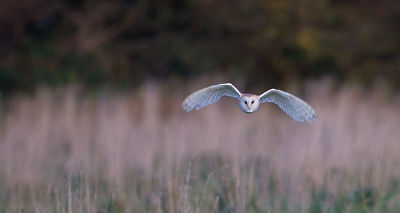 Barn Owl...."Tyto alba"  Is it any wonder why the Barn Owl is called the "Ghost Hunter"