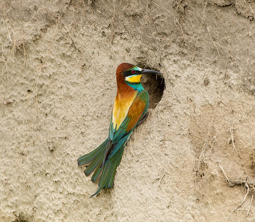 European Bee-eater .."Merops apiaster" outside the nest.