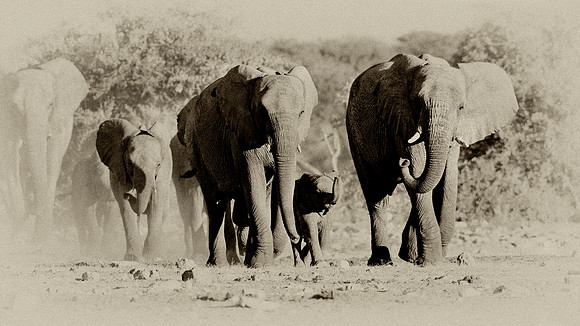 Elephants heading to a water hole "Loxodonta Africana" Namibia.