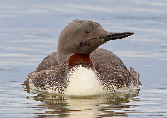 Red-throated Diver in summer plumage ...."Gavia stellata"