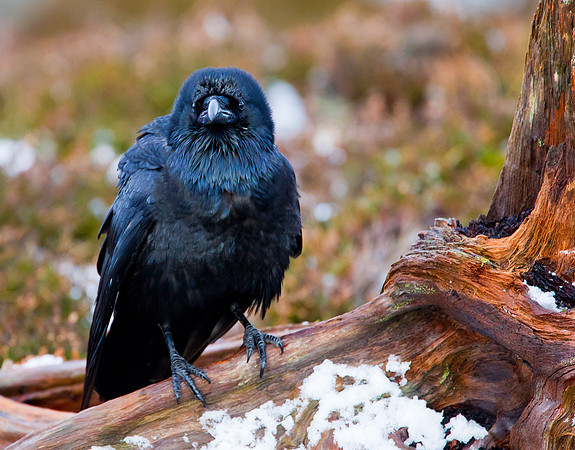 Raven looking miserable after the storm