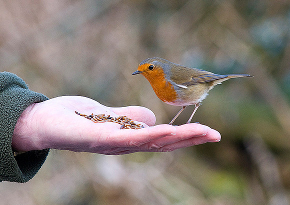 Wild Robin eating mini mealworms   ..... "Erithacus rubecula"