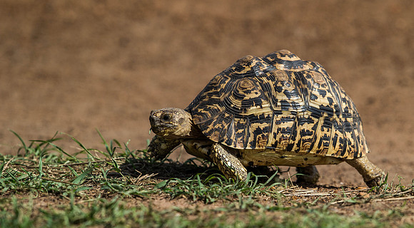 _D9R6984...Leopard Tortoise.."Geochelone pardalis"  ..Masai Mara Kenya.