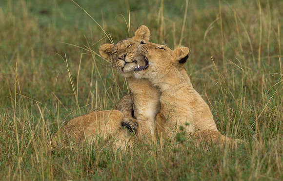 _D9R5227.. Lions ...."Panthera Leo"...Masai Mara Kenya.