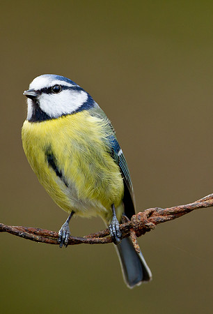Blue Tit ...  "Parus caeruleus"