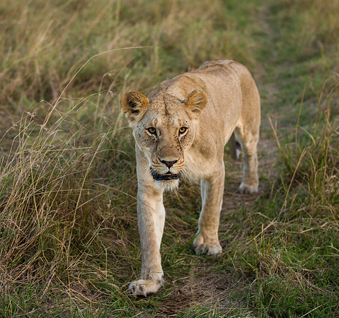 _J0A4059..Lion... " "Panthera Leo".. female   Masai Mara Kenya