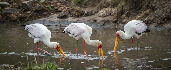 _D9R3482... Yellow-billed Stork.." Mycteria ibis" feeding ..Masai Mara Kenya.