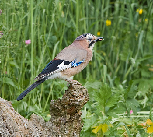 Jay  resplendent in feather detail