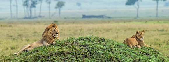 _D9R5293... Lions ......."Panthera Leo"... Masai Mara Kenya.