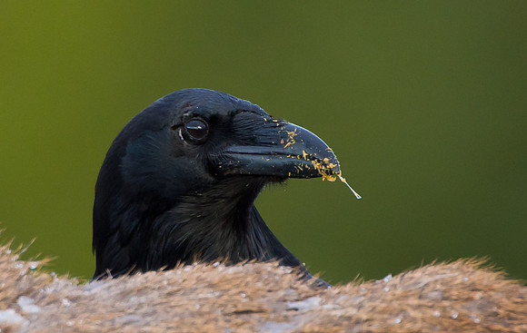 Raven feeding on carcass