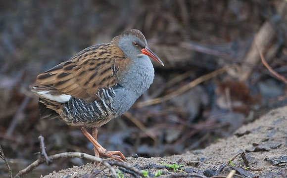 Water Rail  ..... "Rallus aquaticus"