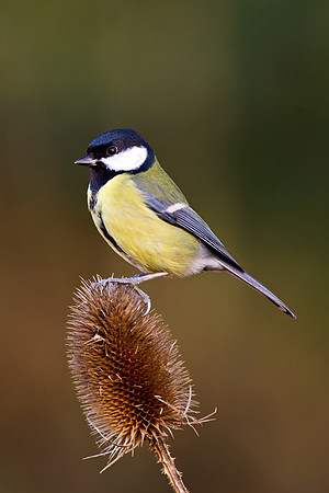 Great tit..." Parus major"