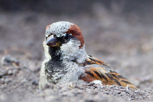 House Sparrow dust bathing in a gravel pit  .... "Passer domesticus"