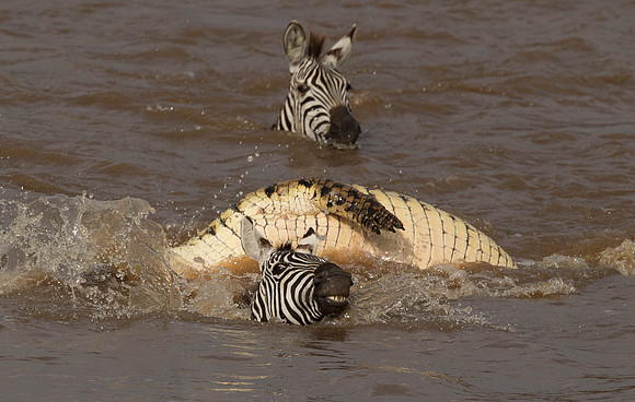_D9R2660 ..Burchells  Zebras...."Equus quagga" Masai Mara Kenya.