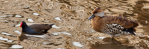Moorhen ..."Gallinula chloropus" .Black-billed Whistling  Duck .. "Dendrocygna arborea"