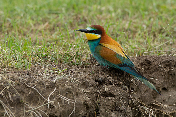 European Bee-eater .."Merops apiaster"