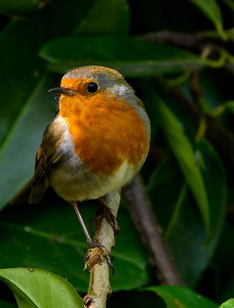 Robin  ..... "Erithacus rubecula"