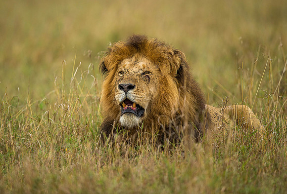 _D9R3301... Lion "Panthera Leo".. Masai Mara Kenya.