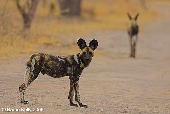 African wild dog....sometimes called painted dog.