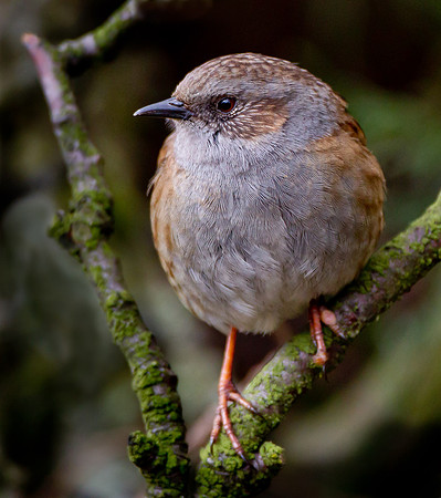 Dunnock ..."Prunella modularis"