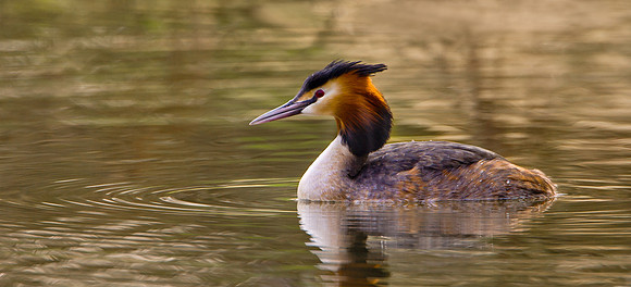 Great Crested Grebe ...." Podiceps cristatus" ....