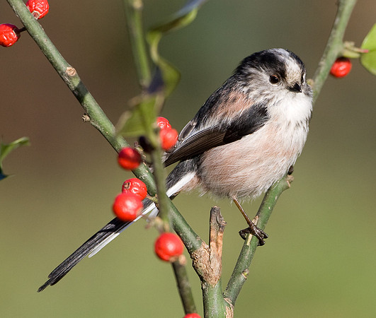 Long Tailed Tit ........" Aegithalos caudatus"