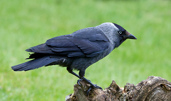 Jackdaw........ "Corvus monedula"