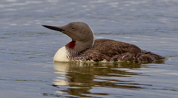 Red-throated Diver in summer plumage  ...."Gavia stellata"