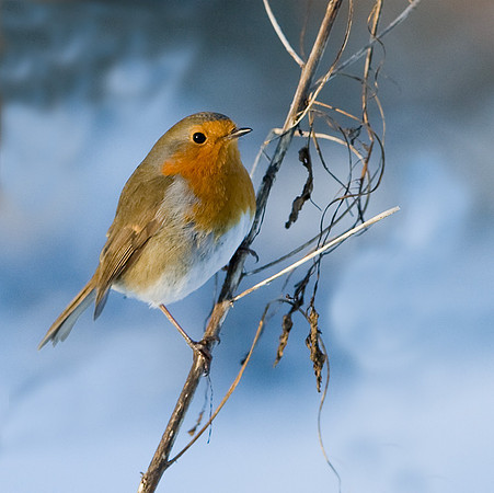 Robin in winter freeze    ..... "Erithacus rubecula"