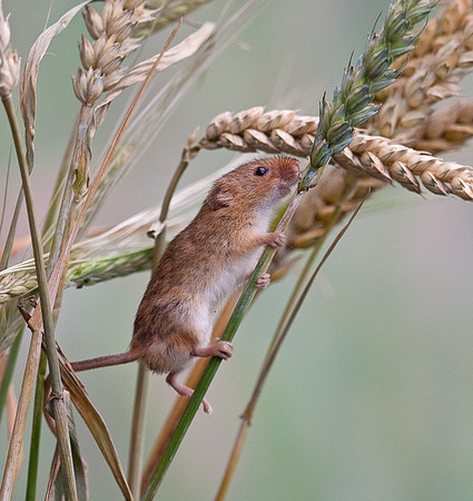 Harvest Mice....... "Micromys minutus"