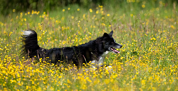 Running through a field of buttercups