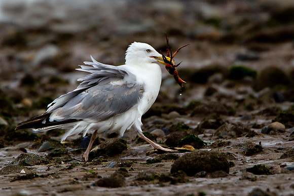 Herring Gull with live crab.  "Larus argentatus"