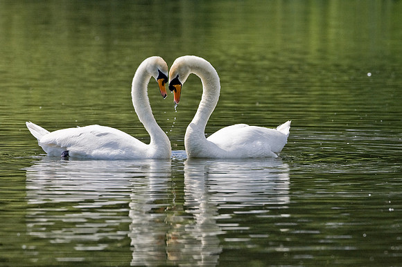 Mute Swans in courtship ritual  .... "Cygnus olor"