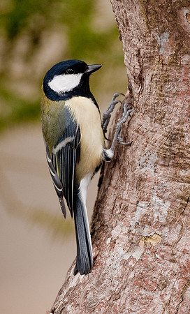 Great tit on tree...."Parus major"