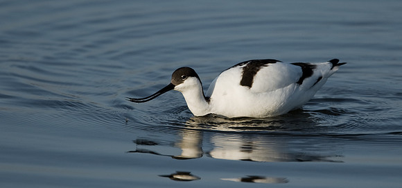 Avocet......   "Recurvirostra avosetta"