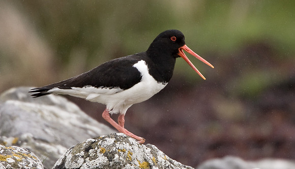 Oystercatcher calling    .... "Haematopus ostralegus"