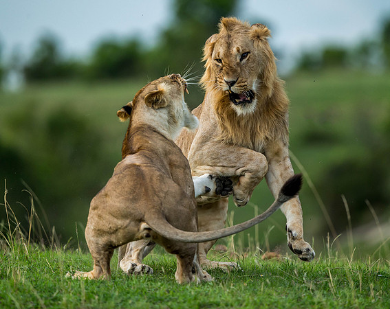 _D9R8331 ..Lions.. " "Panthera Leo"...Masai Mara Kenya.