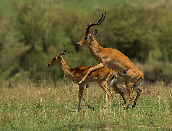 _D9R6184.... Impala mating .."Aepyceros melampus" ... Masai Mara Kenya