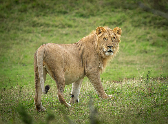 _D9R3464 Juvenile Male Lion.."Panthera Leo"...Masai Mara Kenya.
