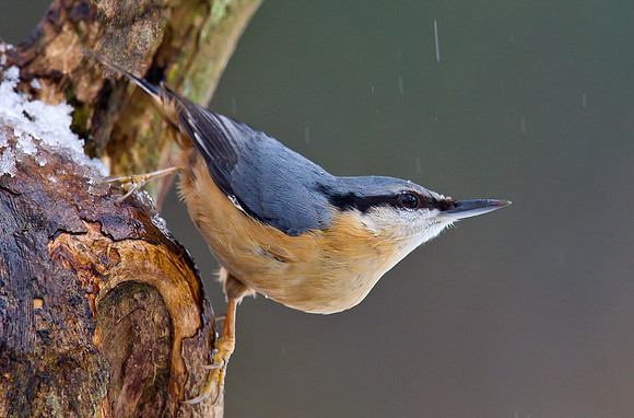 Nuthatch...... "Sitta europaea"