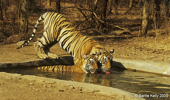 Juvenile Bengal Tigers brother and sister..Ranthambhore National Park  India.