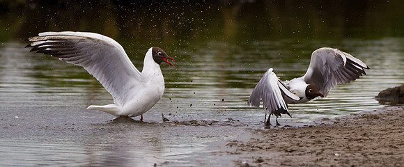 "The winner".........."Larus ridibundus"