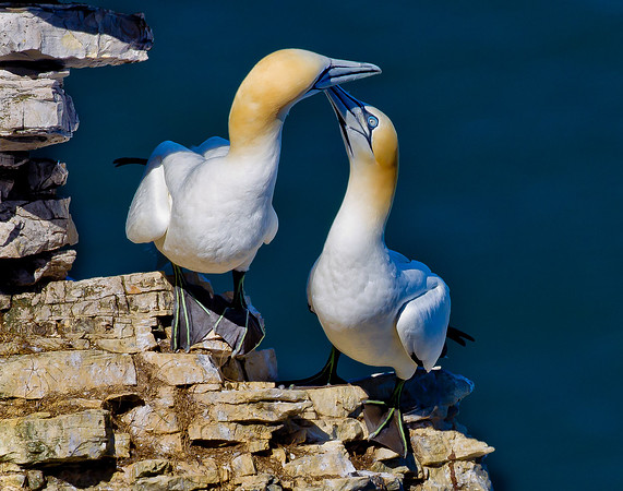Love on the rocks......  "Morus garzetta"