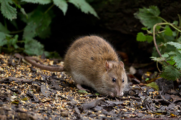 Common Brown Rat ..."Rattus norvegicus"..feeding